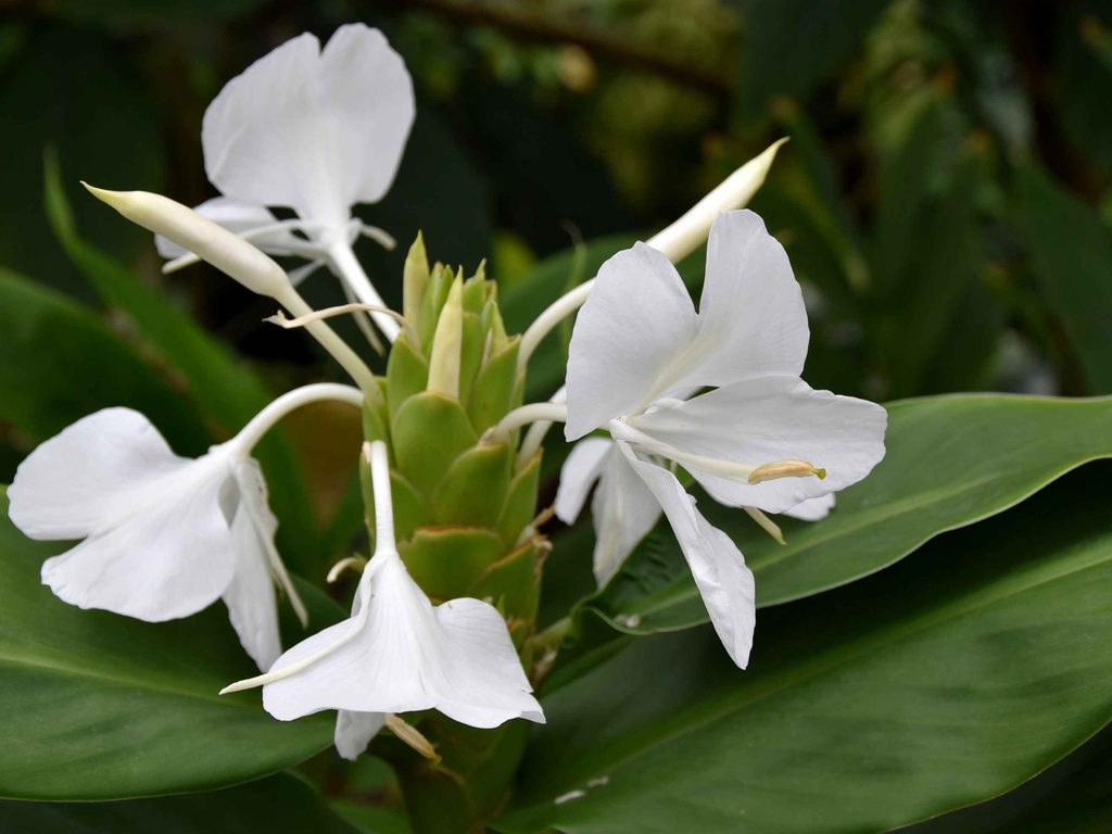 Bentuk Bunga Gandasuli atau dikenal White Butterfly Ginger - CitraLand City Sampali